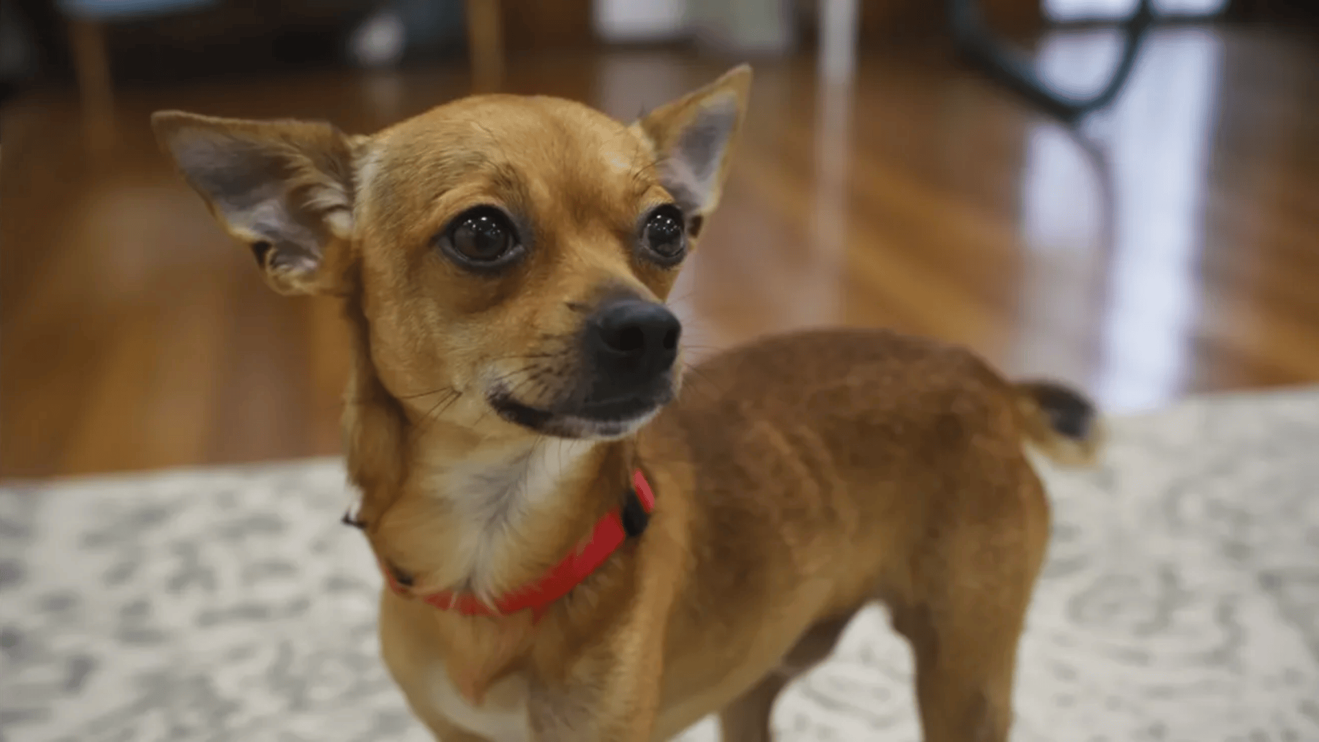 a dear head chihuahua with a red dog collar in home with wooden floor and rug.
