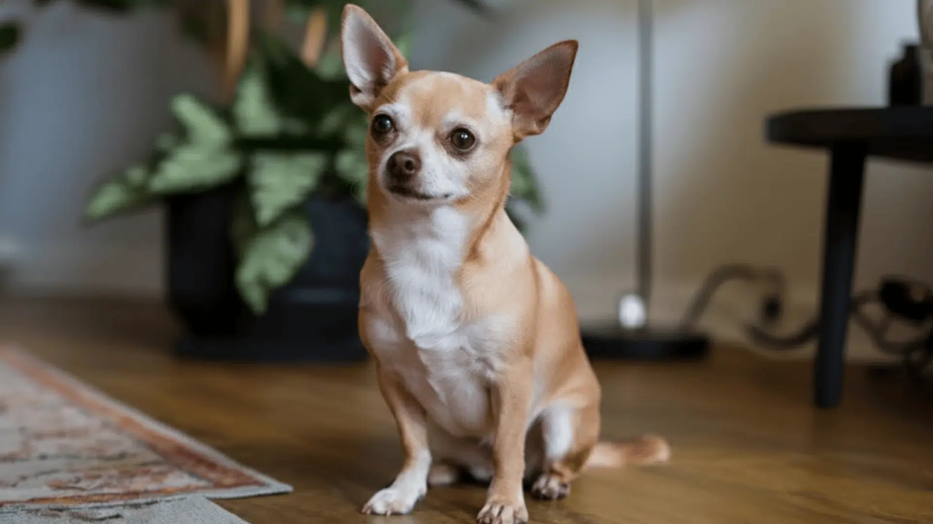 a light brown, smooth Coat Chihuahua sitsting indoors on a wooden floor with houseplants and furniture.
