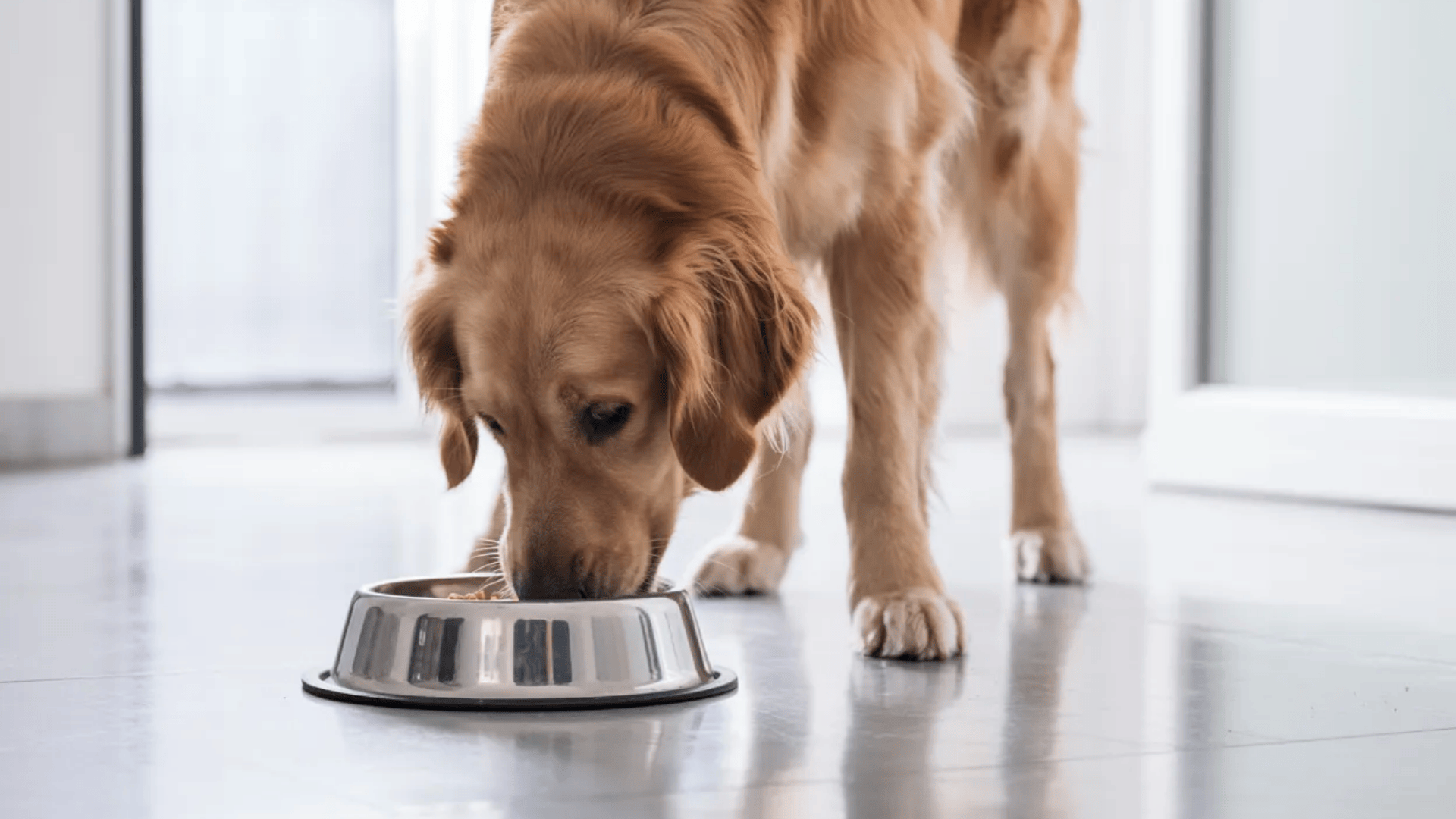 best-foods-to-stop-dog-diarrhea-and-settle-the-stomach