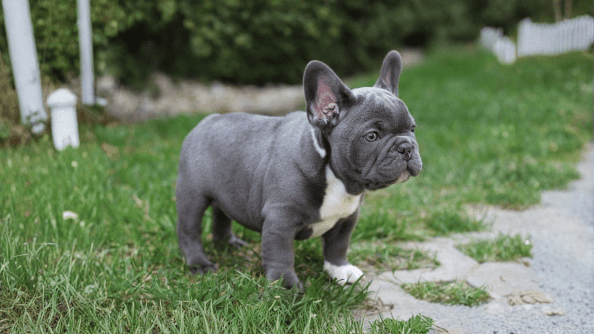blue french bulldog colors