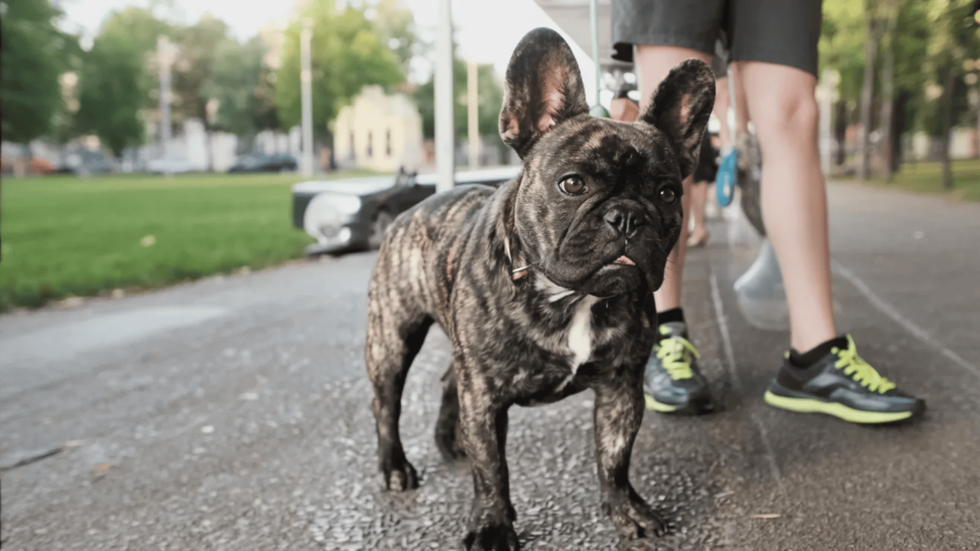 brindle french bulldog colors