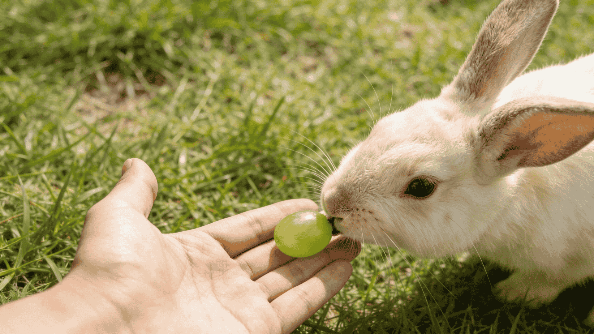 can rabbits eat grapes
