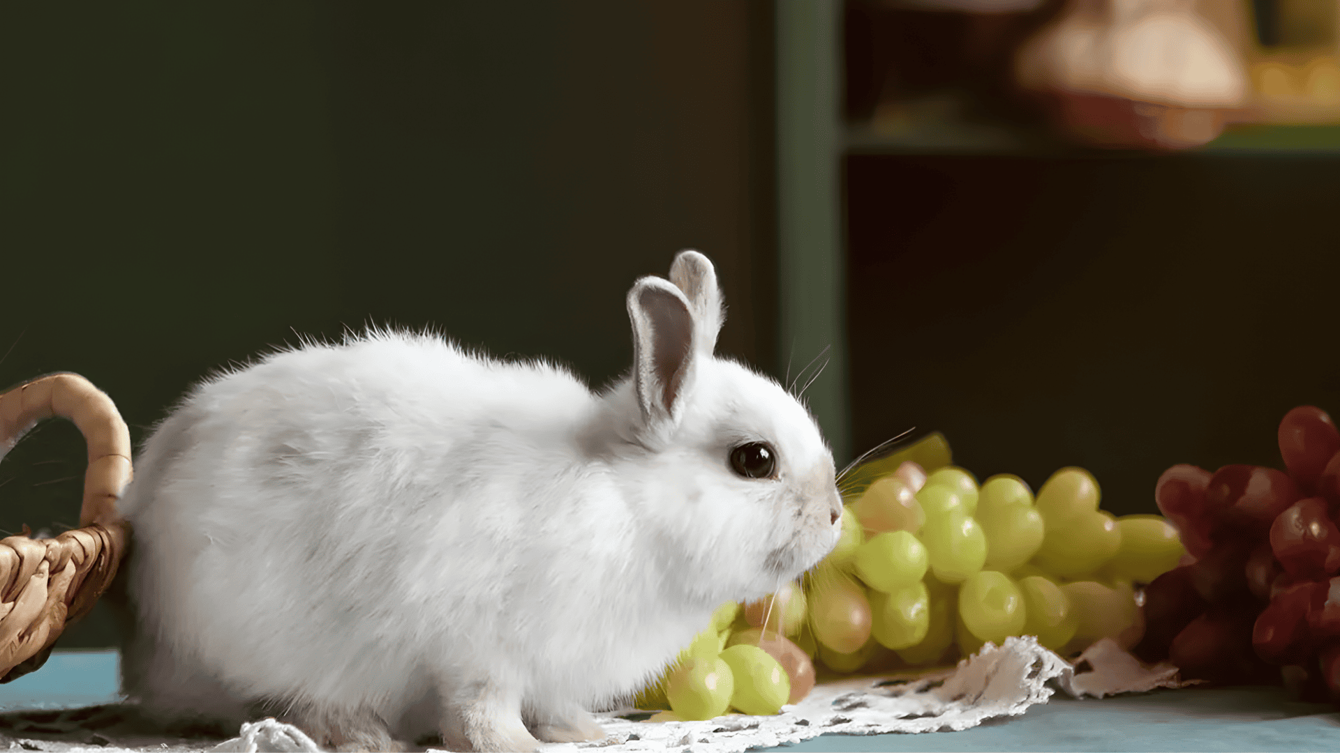 can rabbits eat grapes how many grapes can a rabbit eat