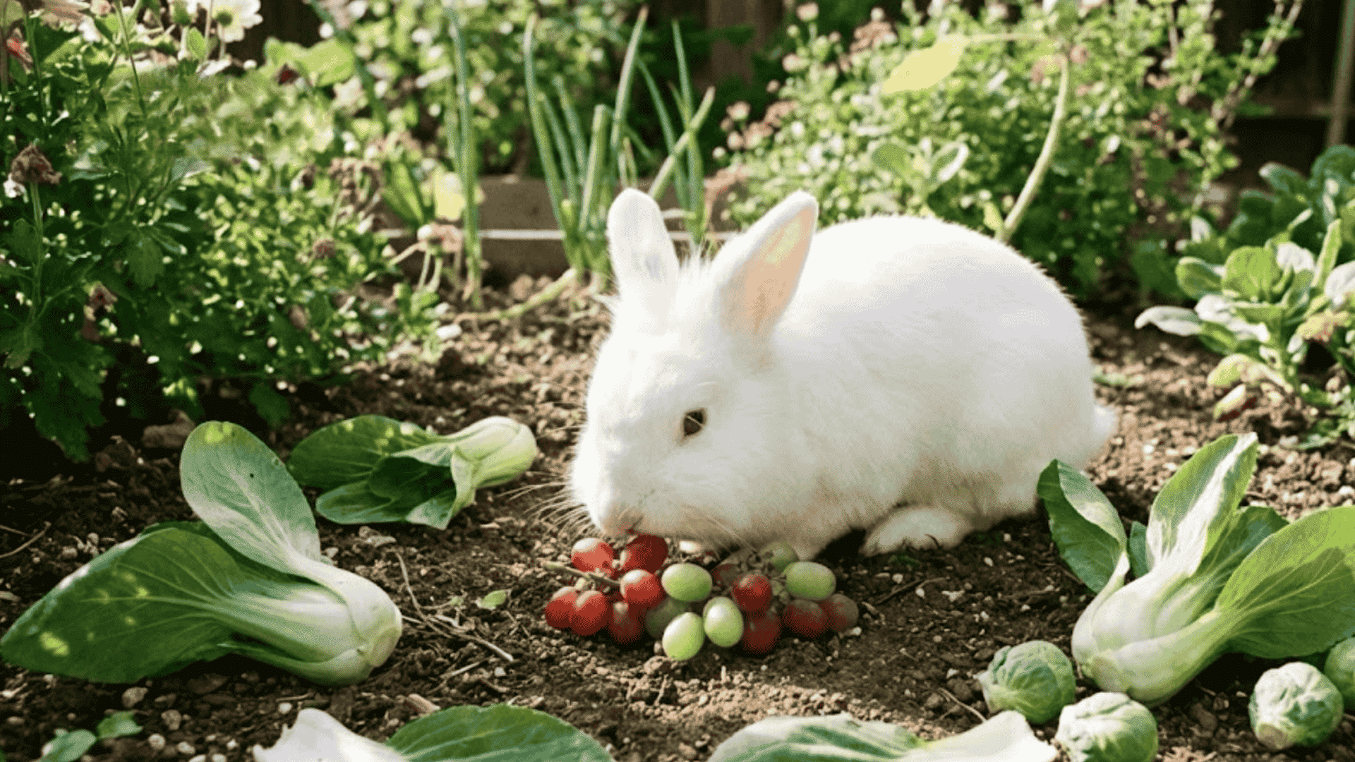can rabbits eat grapes