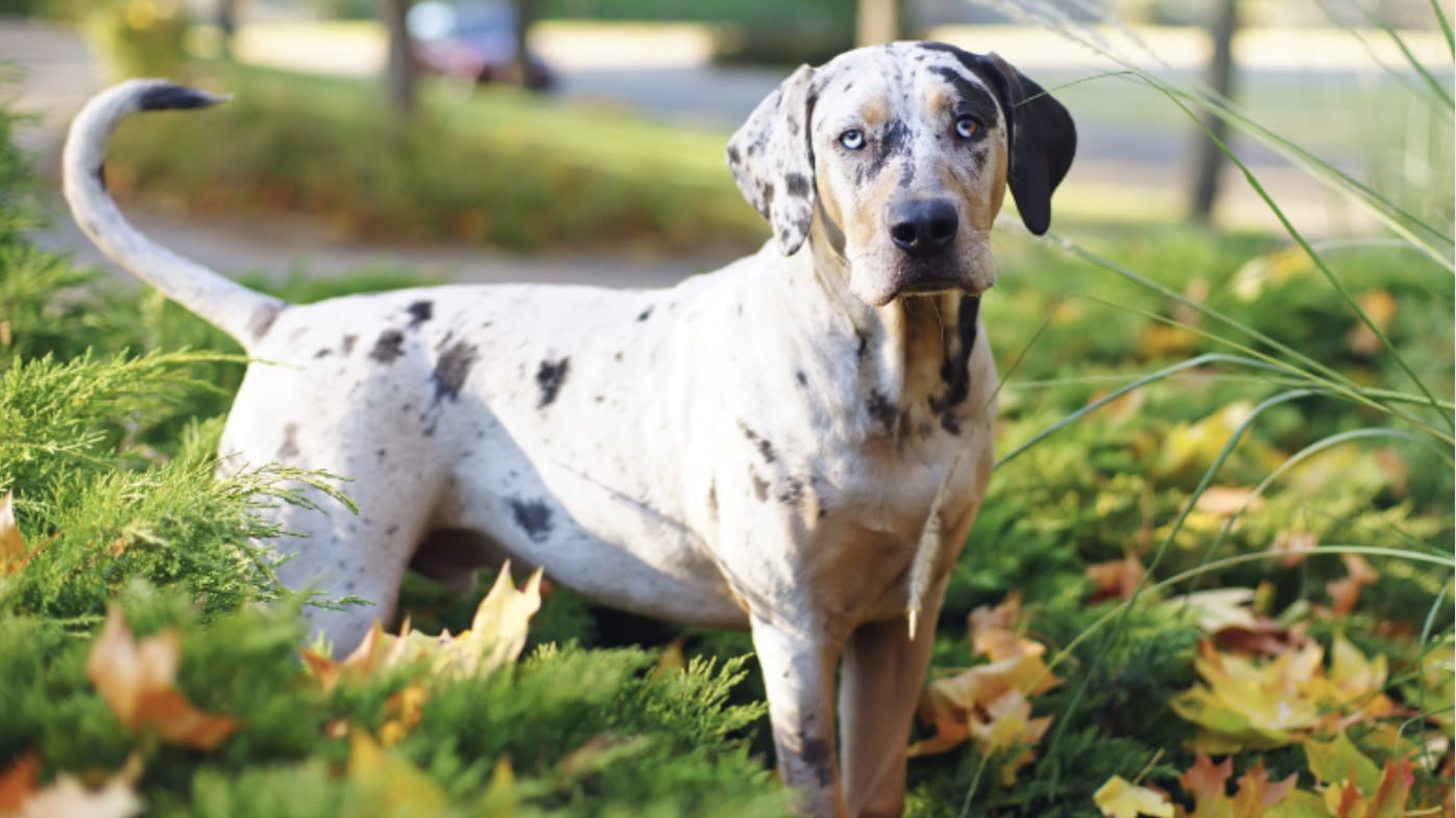 catahoula-leopard-dog-feat