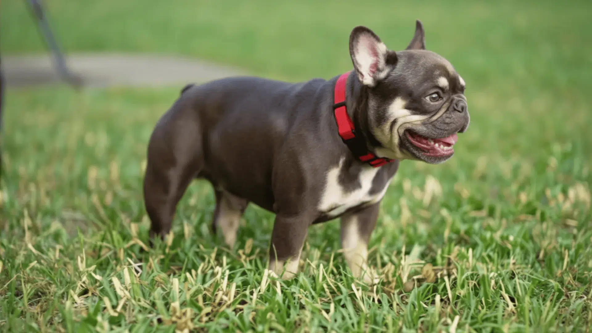 chocolate french bulldog colors