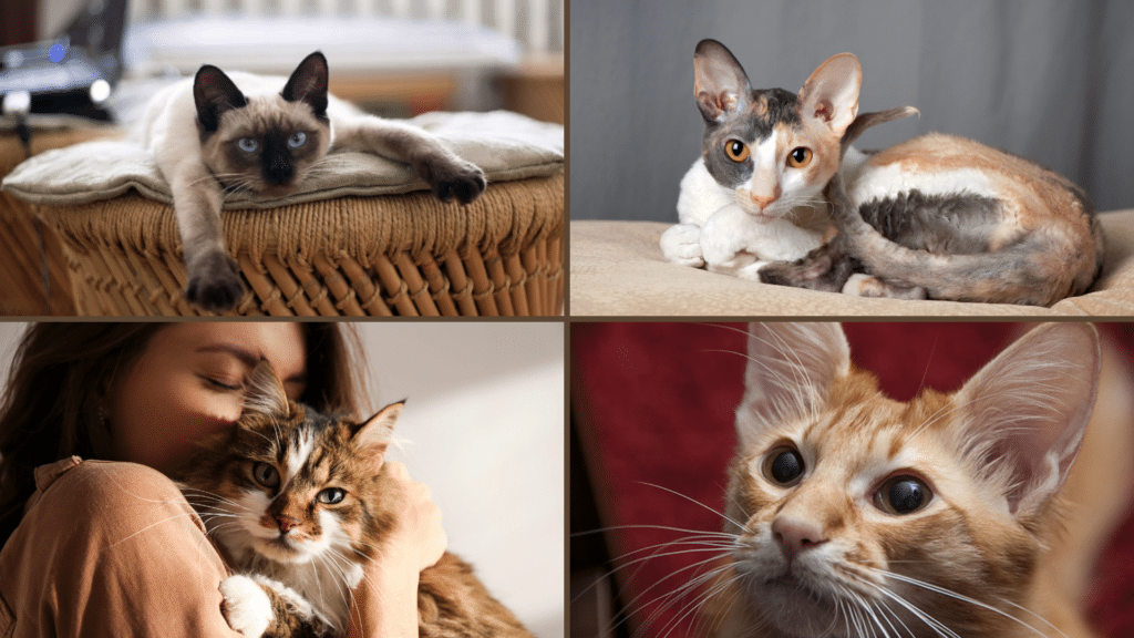 collage of four images of different breeds of cats