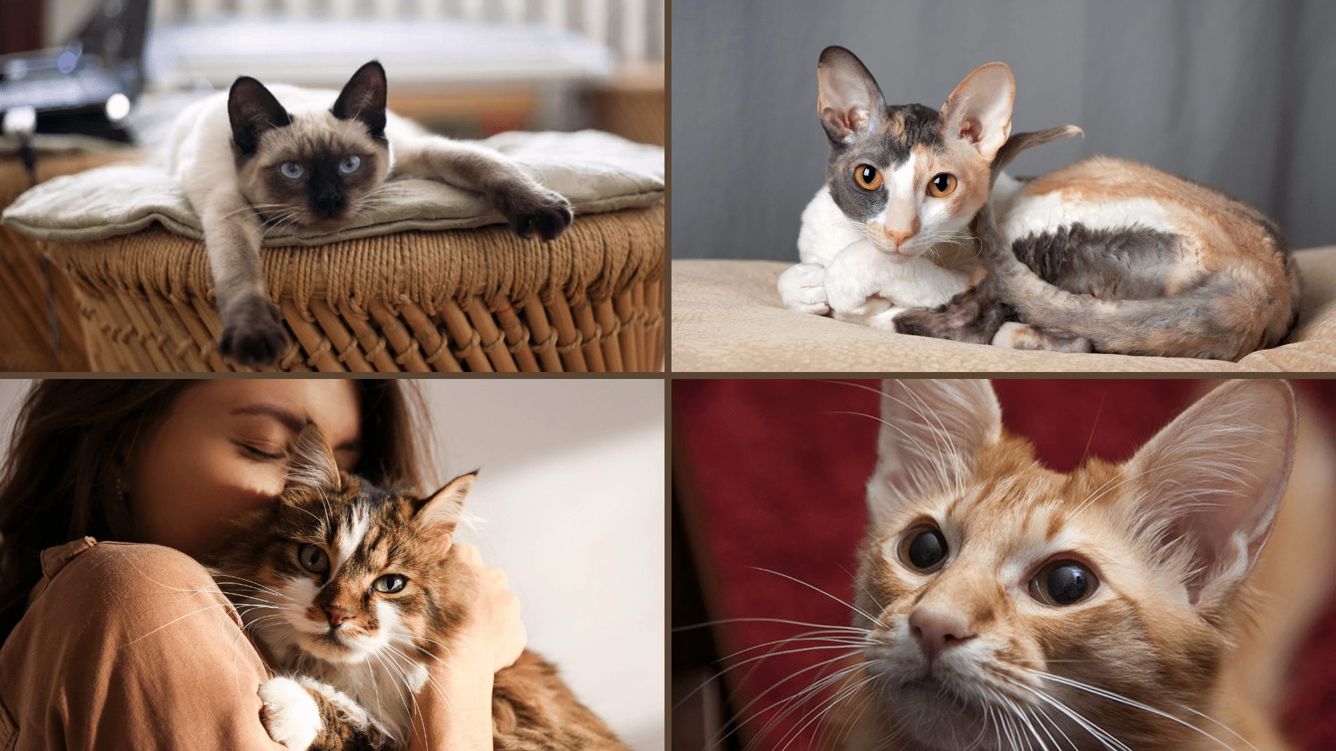collage of four images of different breeds of cats