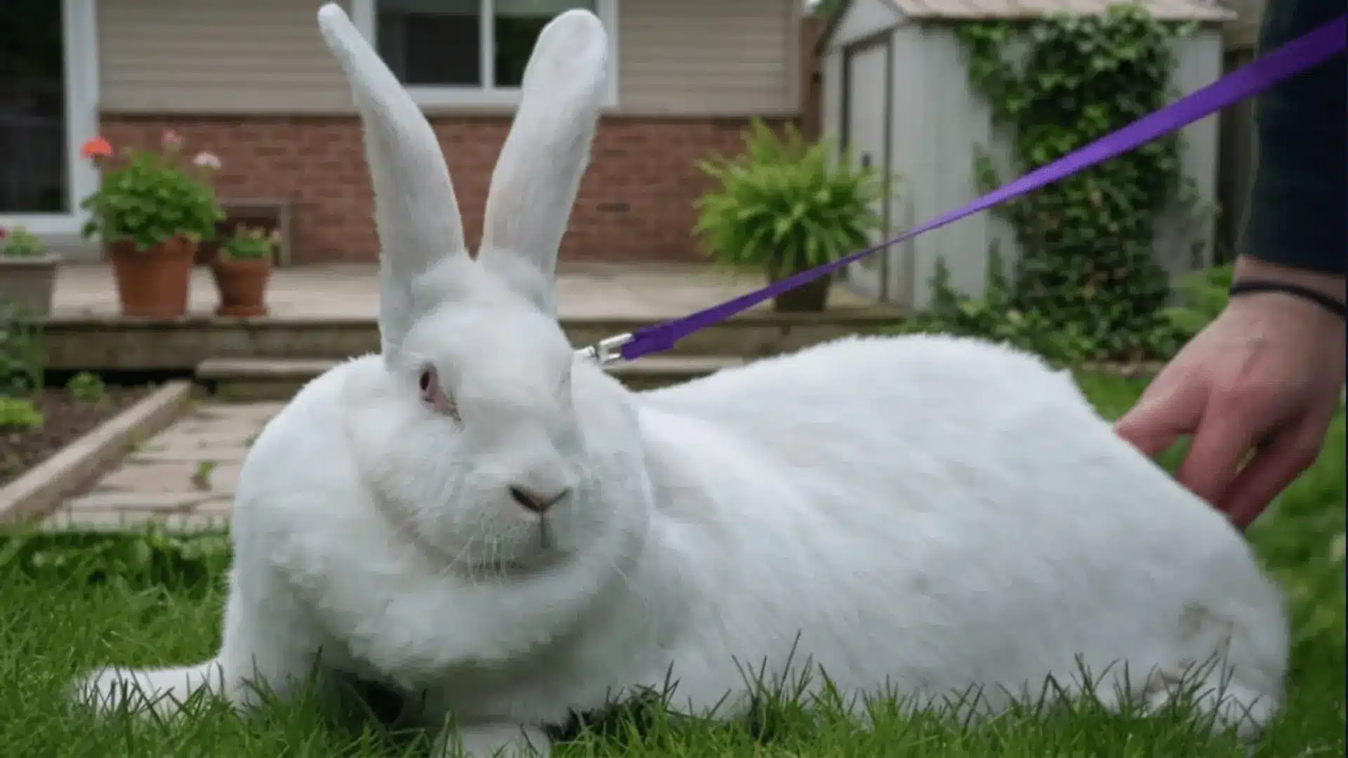 continental giant rabbit on a purple leash resting on grass in a backyard garden near a house and patio plants