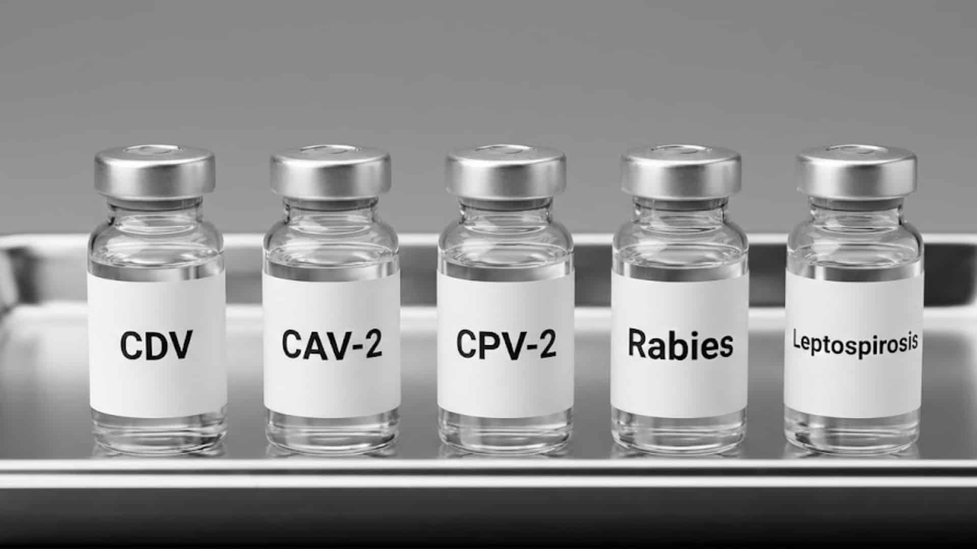 core-vaccines-for-most-pet-dogs