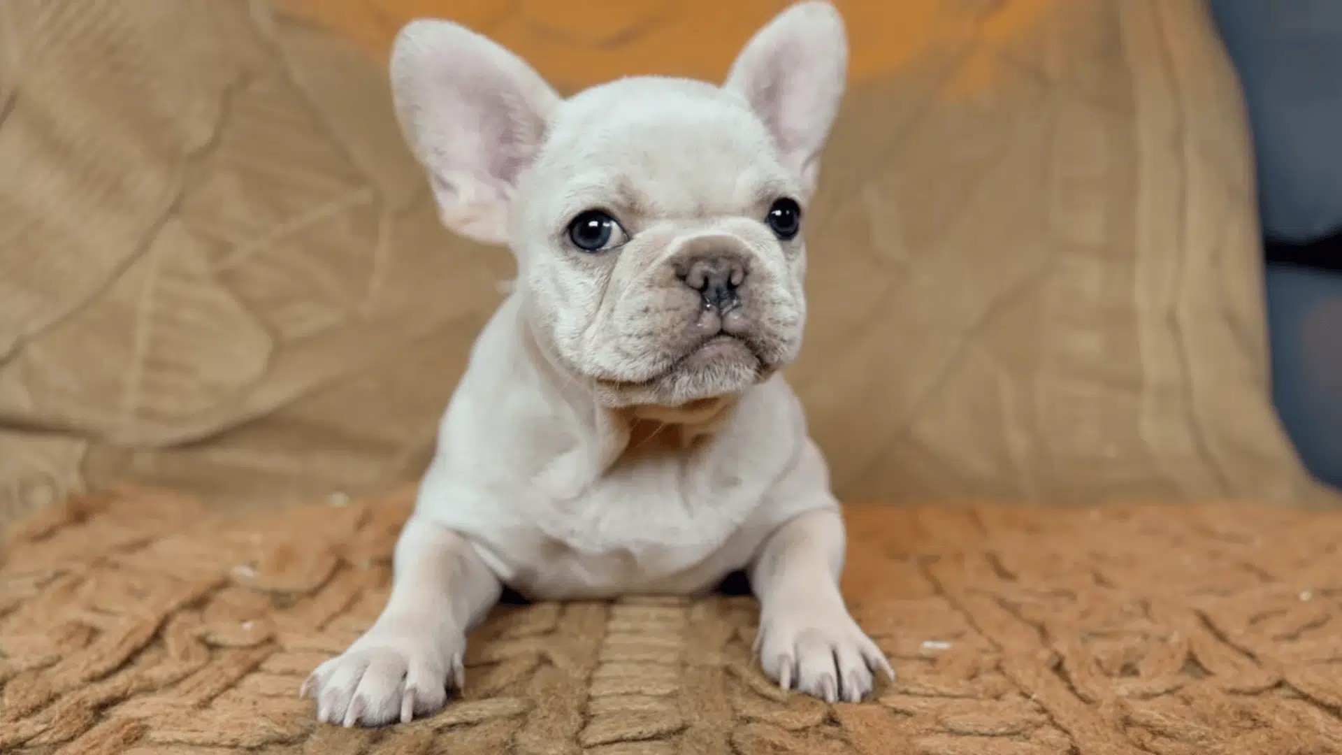 cream french bulldog colors