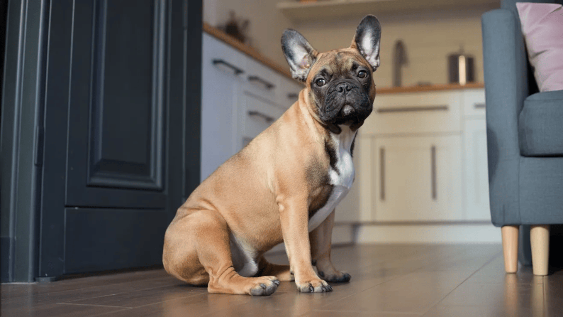 fawn french bulldog colors