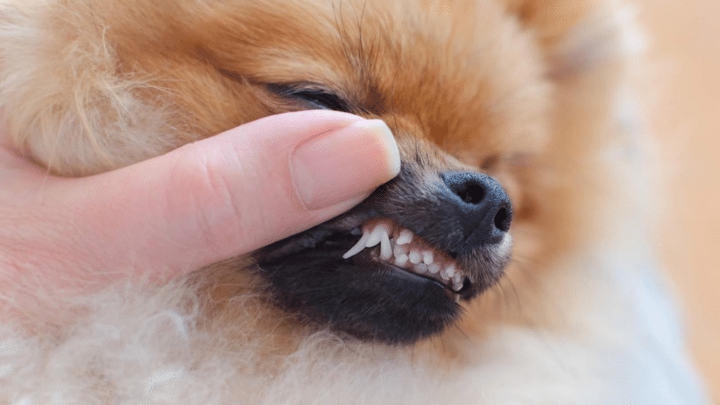 feature image when do puppies start teething