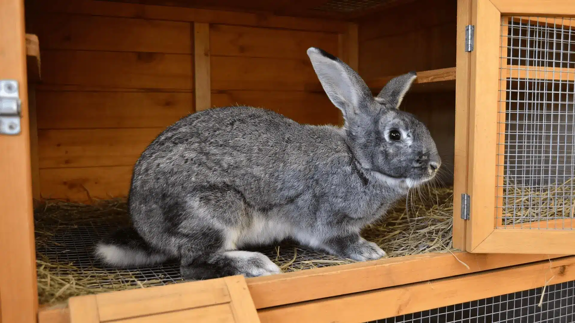 giant chinchilla rabbit sitting inside a wooden rabbit hutch with hay bedding and wire door in a clean indoor enclosure