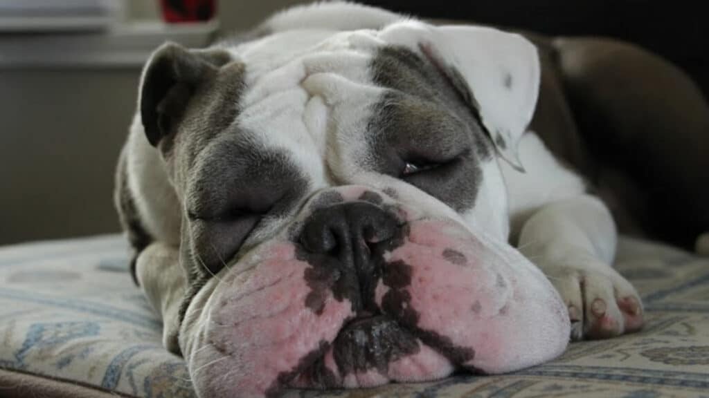 home-remedies-for-dog-swollen-face-featured-image