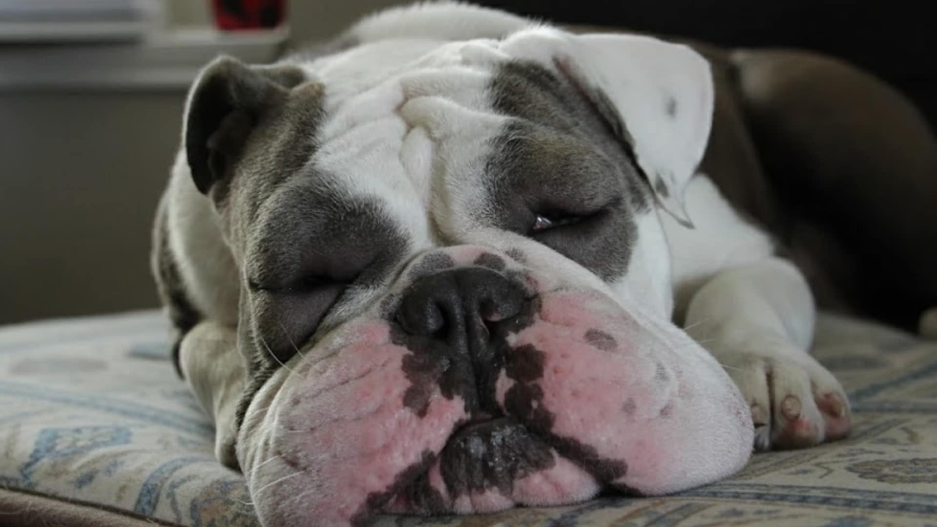 home-remedies-for-dog-swollen-face-featured-image