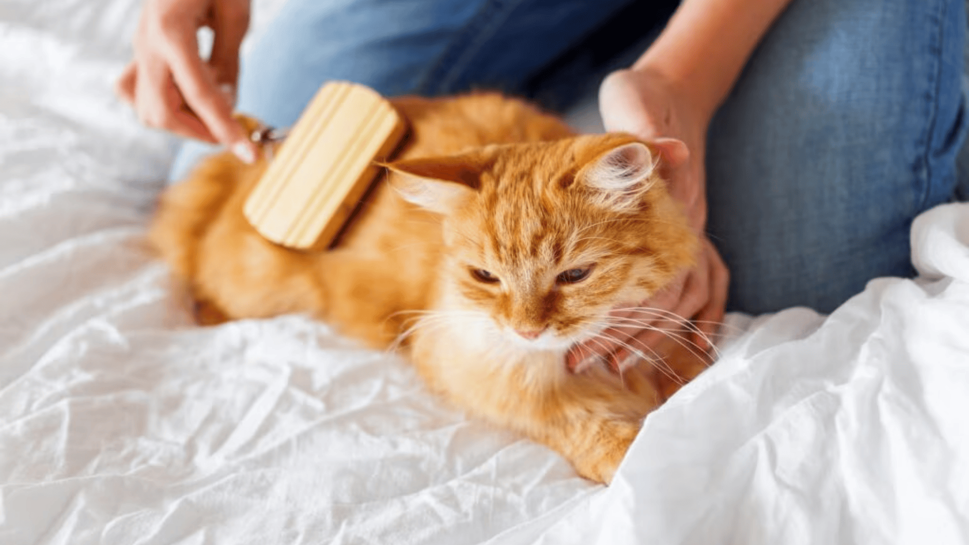 how to manage and reduce excessive cat shedding