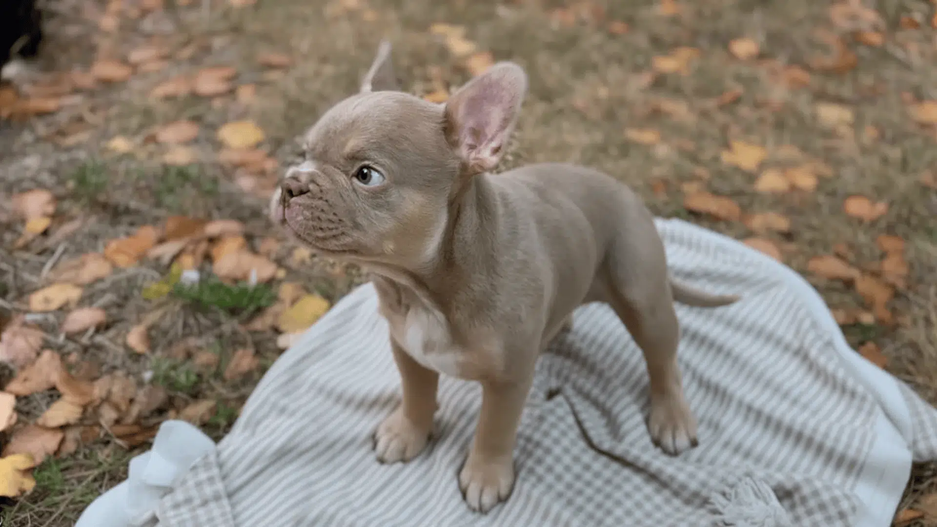 isabella french bulldog colors