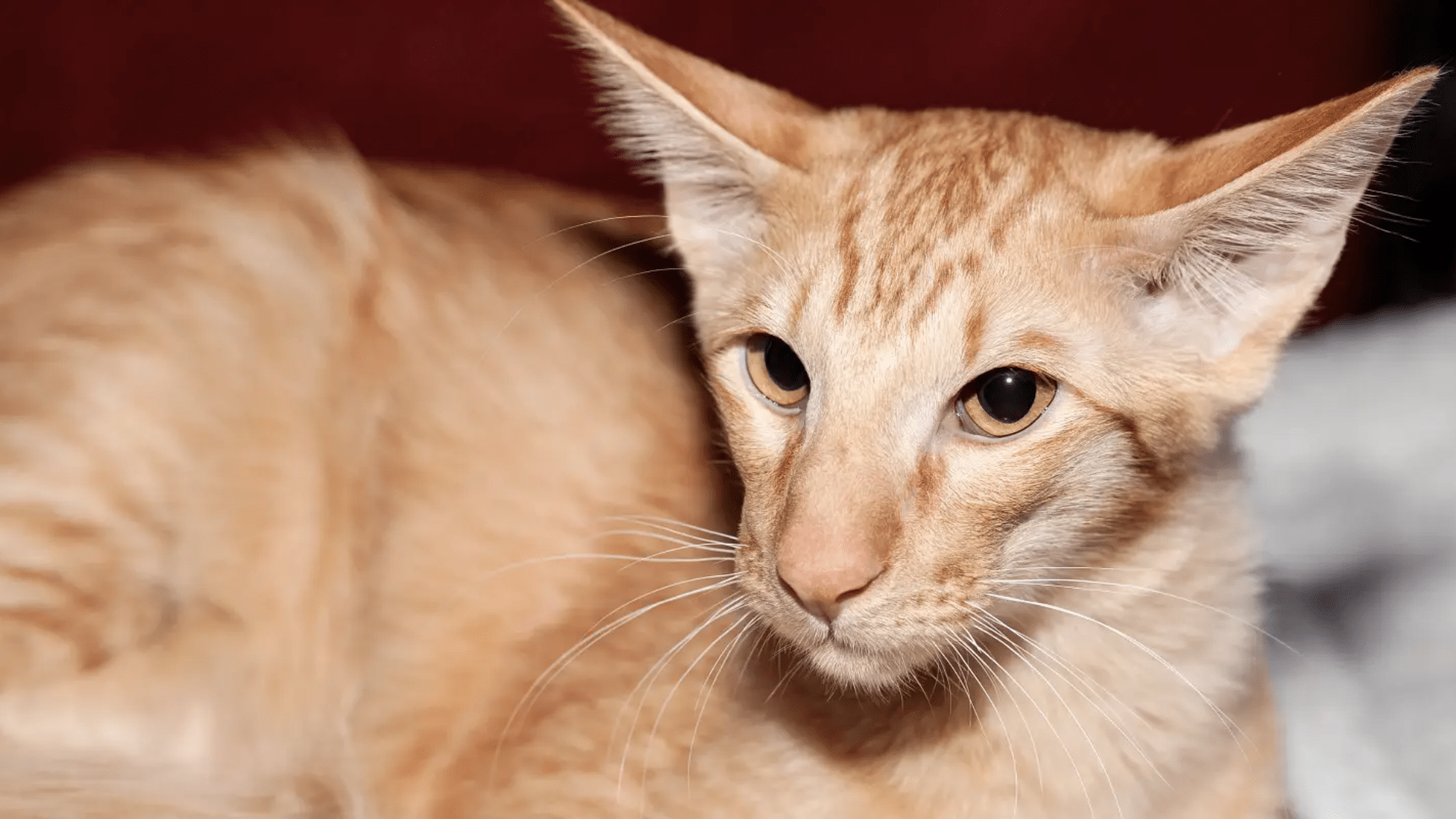 javanese cat in golden brown colour with hazel eyes is laying down