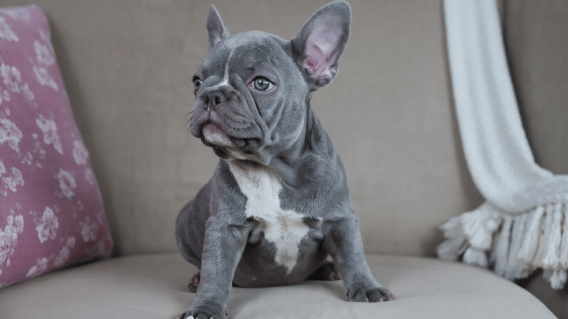 lilac french bulldog colors