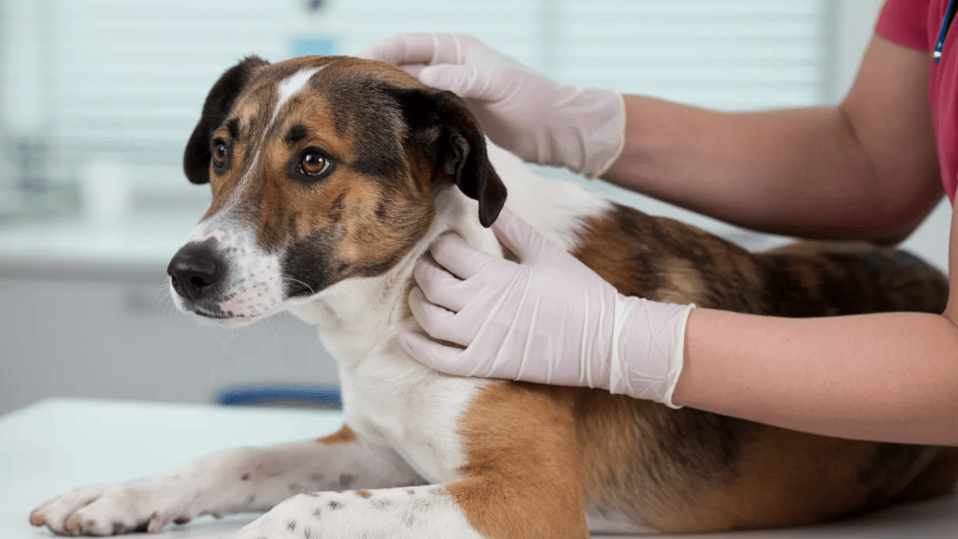 medical-treatments-vets-use-to-treat-dog-diarrhea