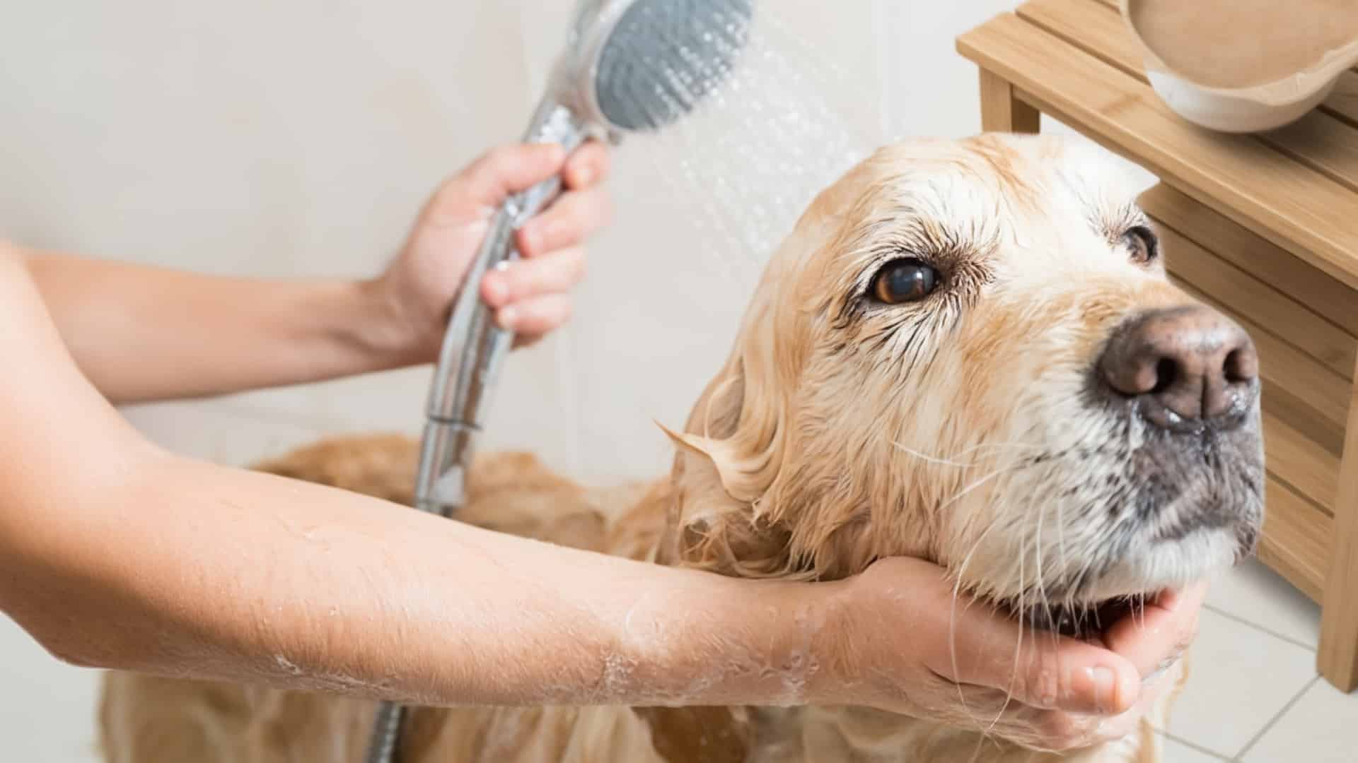 oatmeal-paste-for-itchy-skin-safe-home-remedies