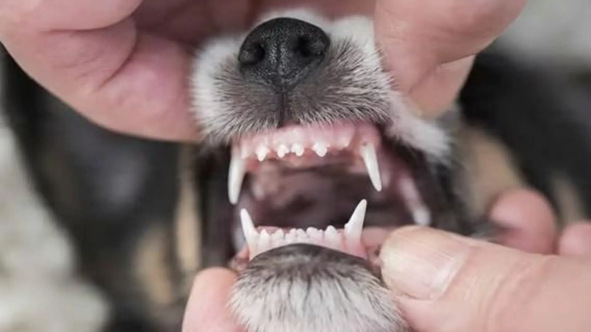 puppy teething timeline by age
