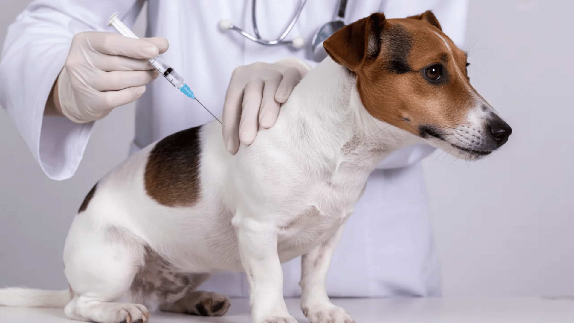 puppy vaccination schedule when-to get each shot