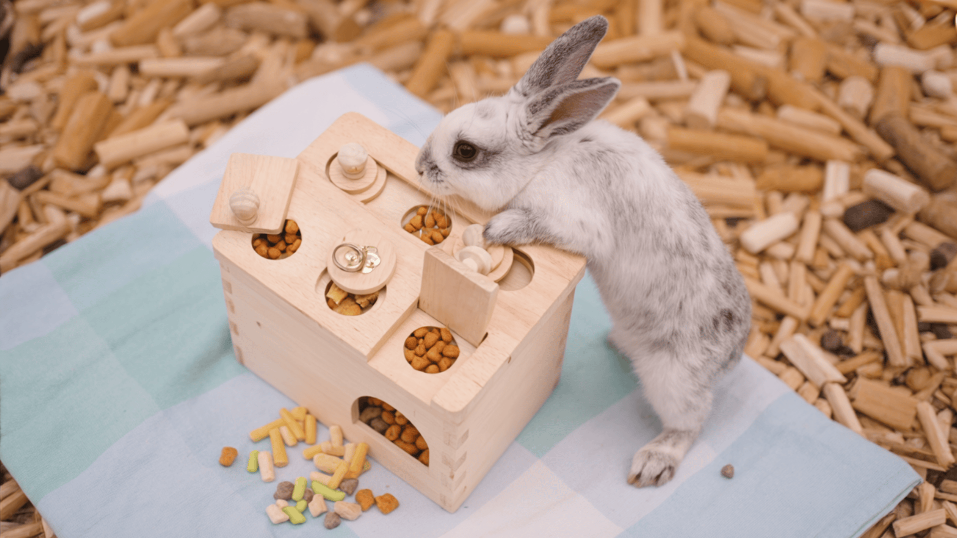 puzzle treat dispenser
