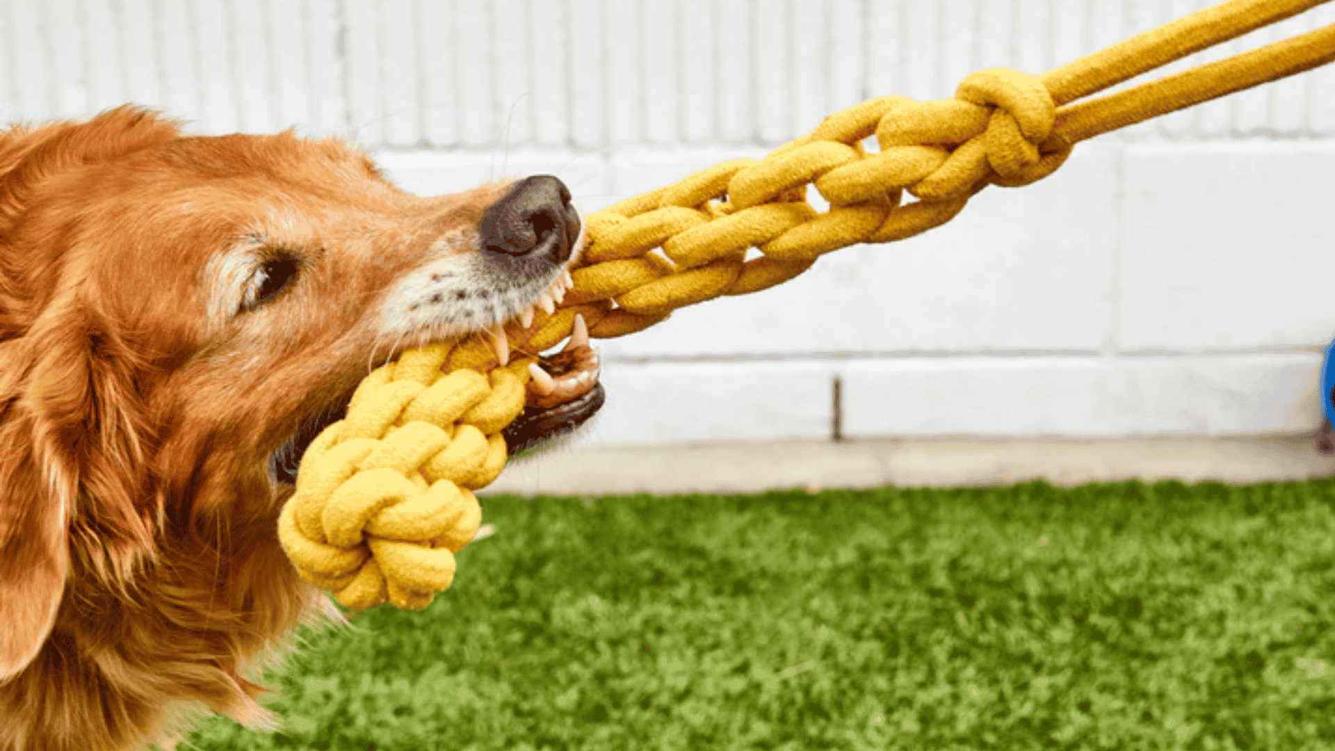 safe chew toys for dogs braided rope toy