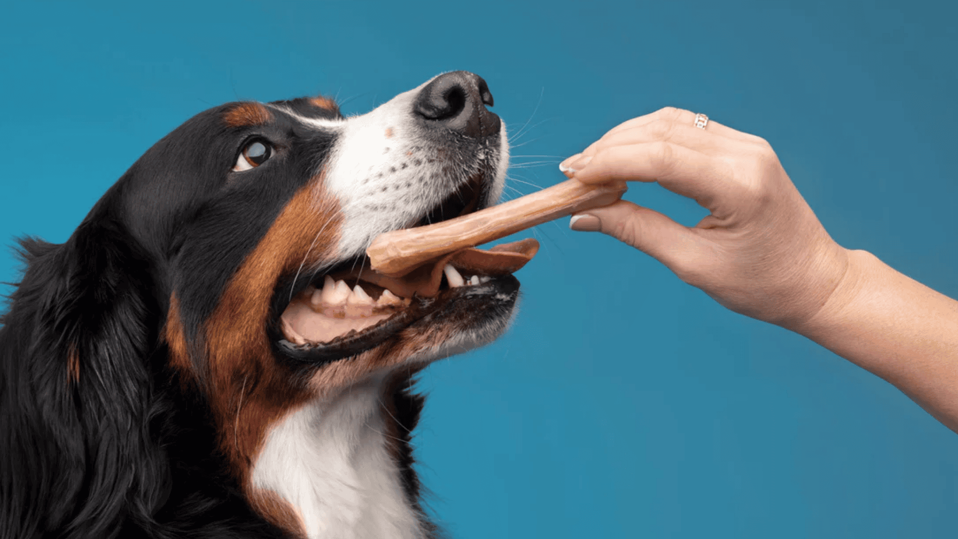 safe chew toys for dogs edible dental chew