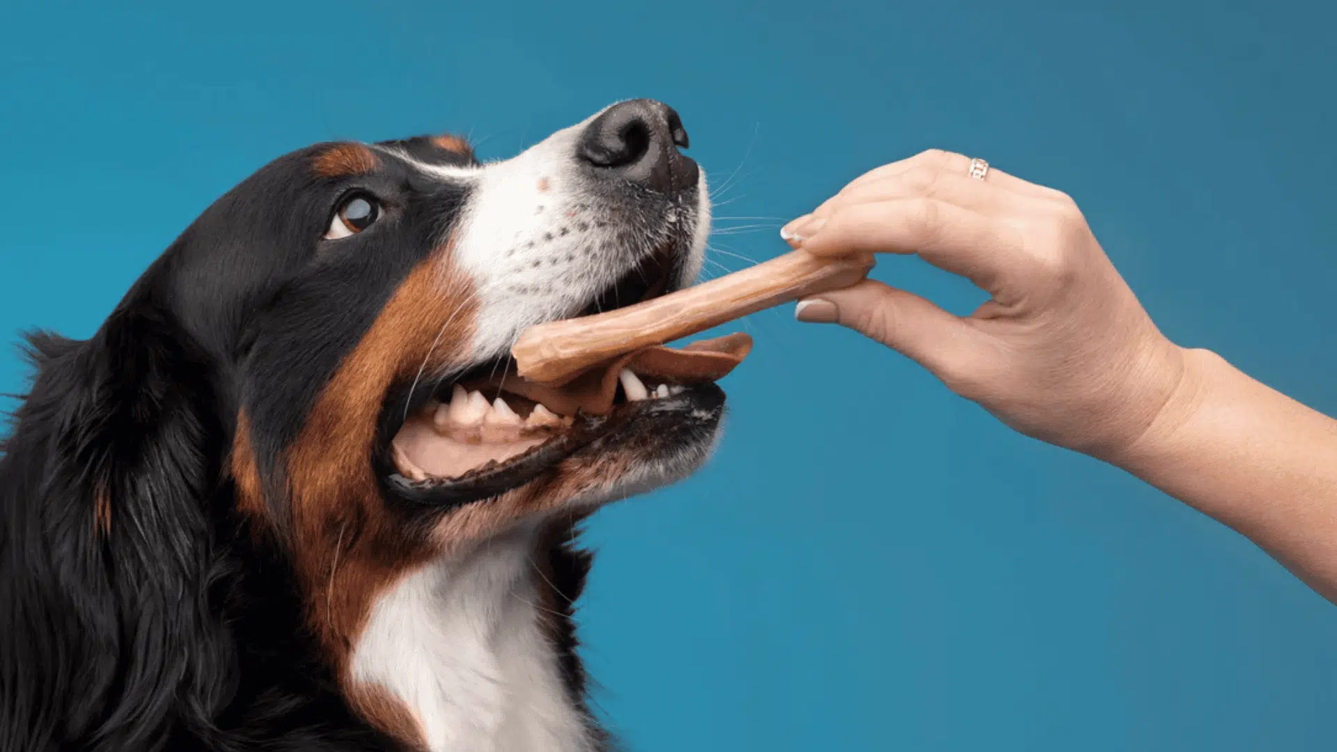 safe chew toys for dogs edible dental chew