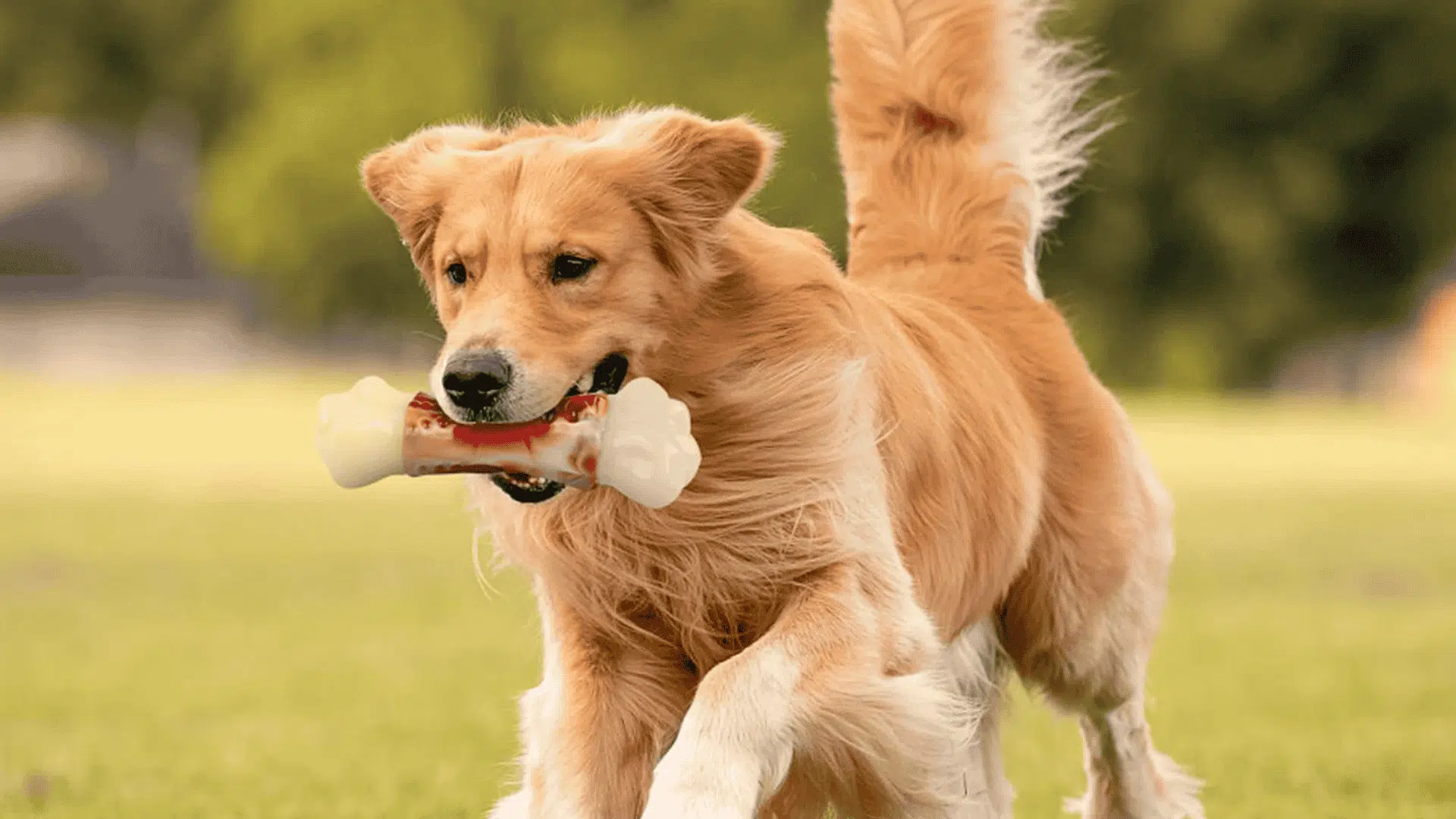safe chew toys for dogs flavored nylon chew