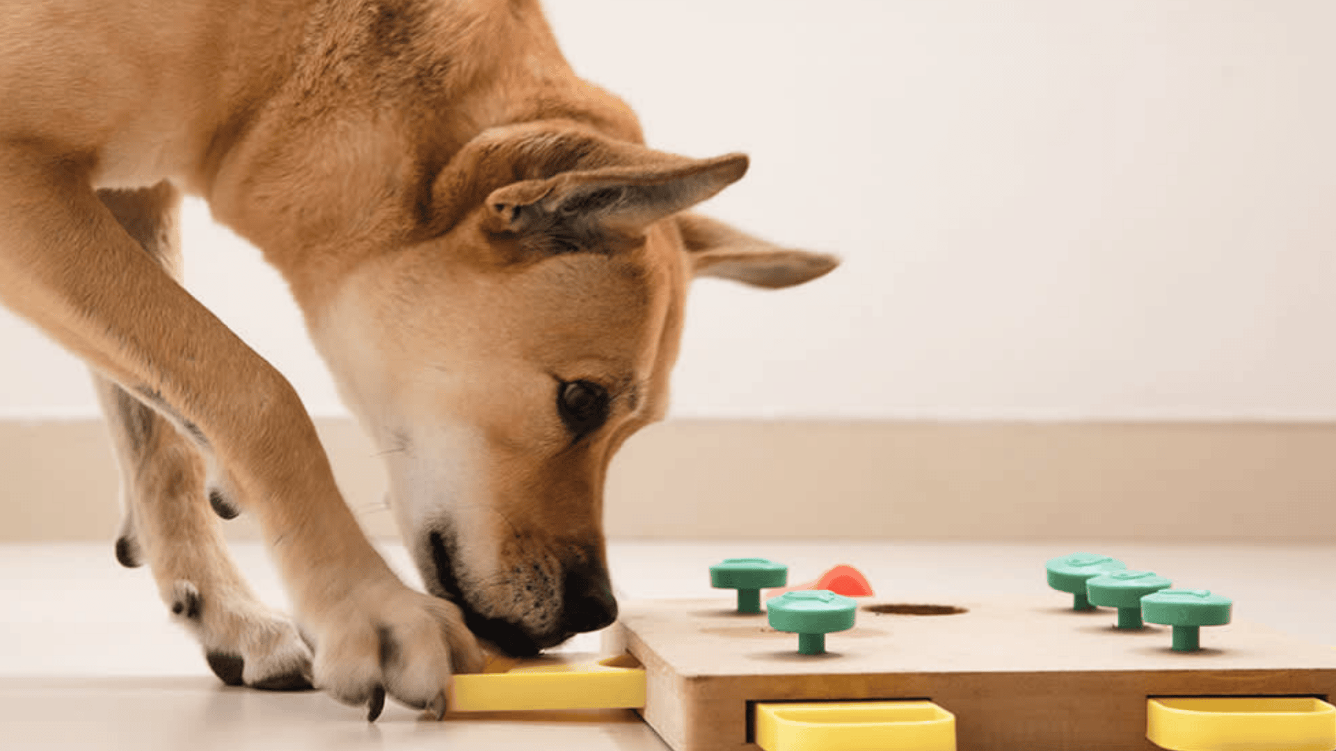 safe chew toys for dogs interactive puzzle toy