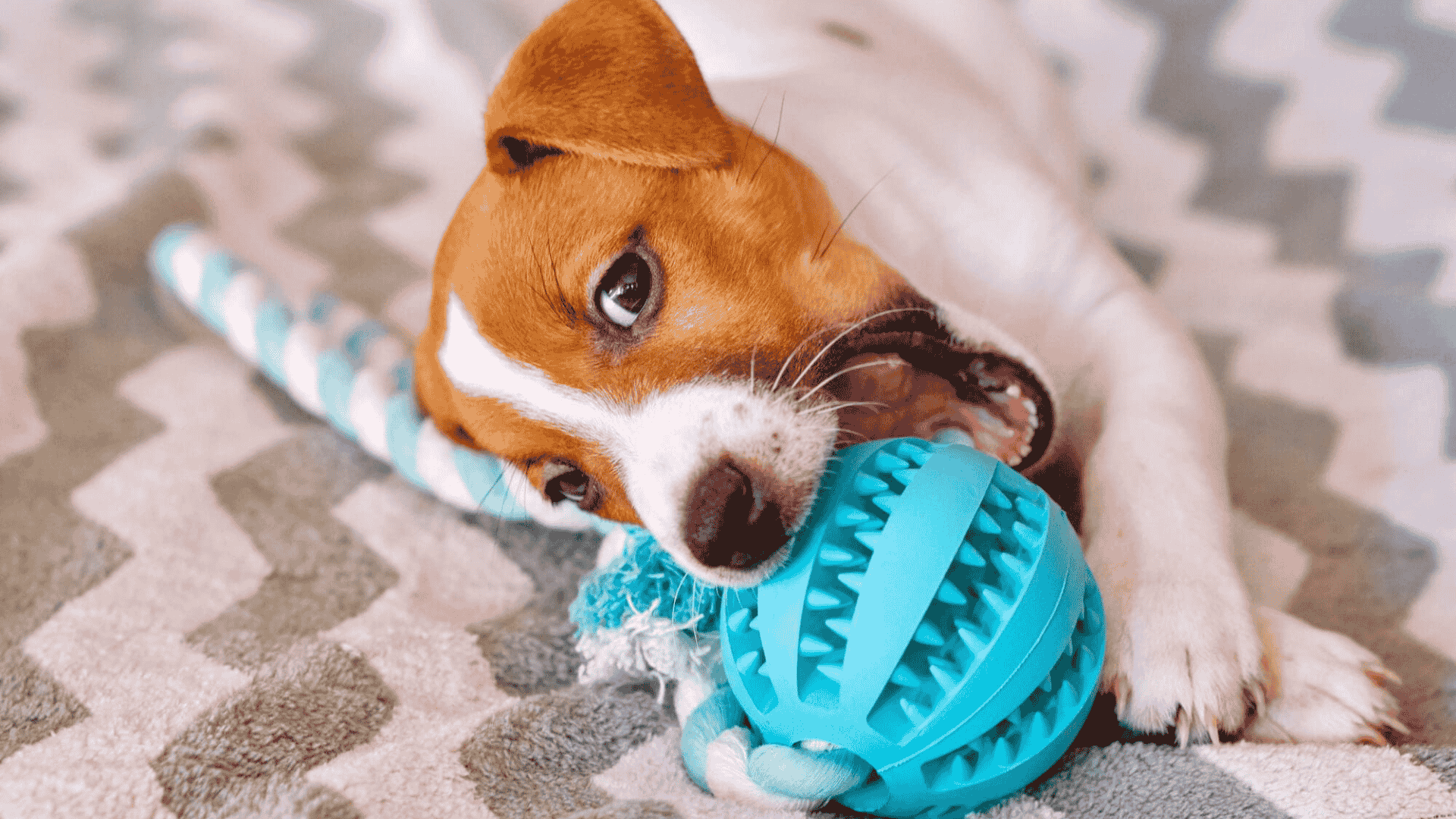 safe chew toys for dogs slow feeding chew ball