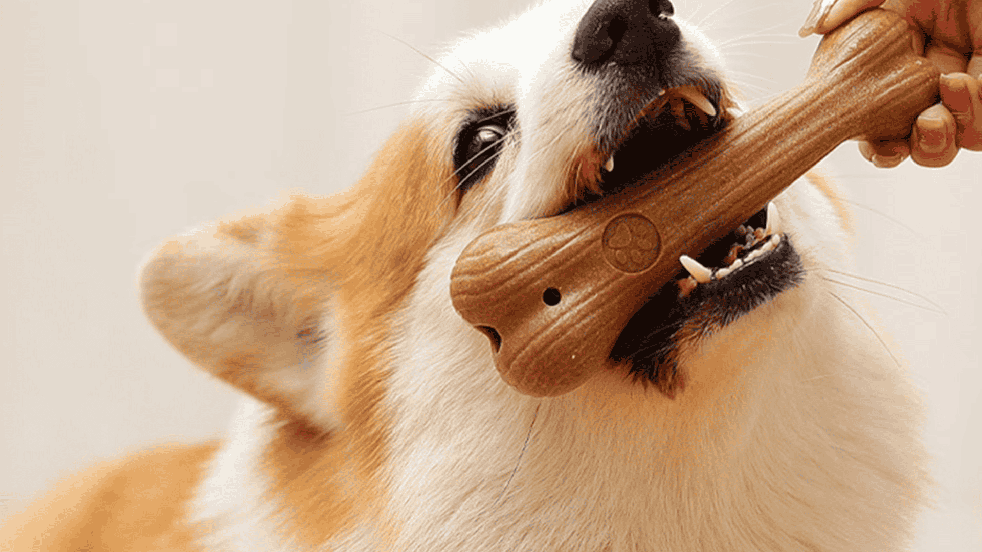 safe chew toys for dogs teething stick