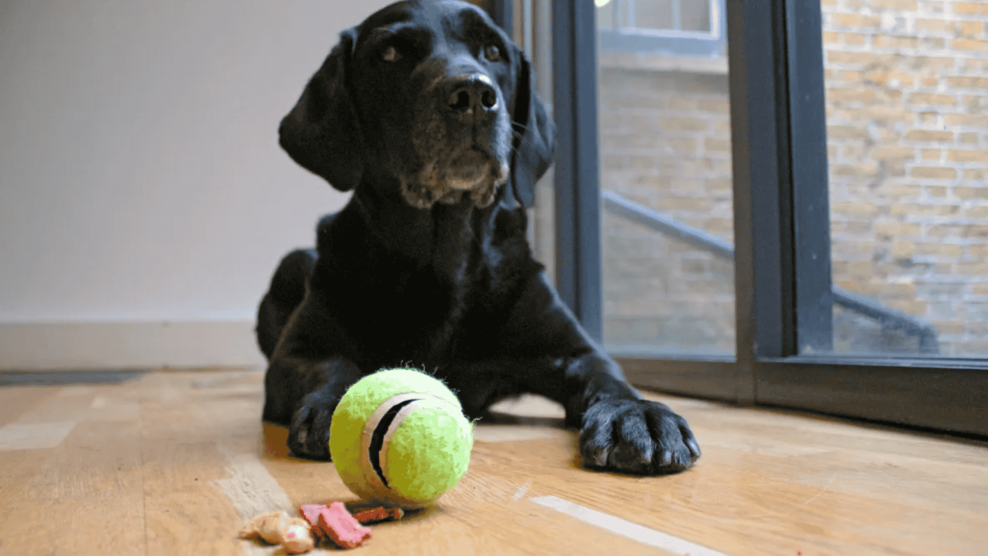 safe chew toys for dogs tennis ball treat dispenser