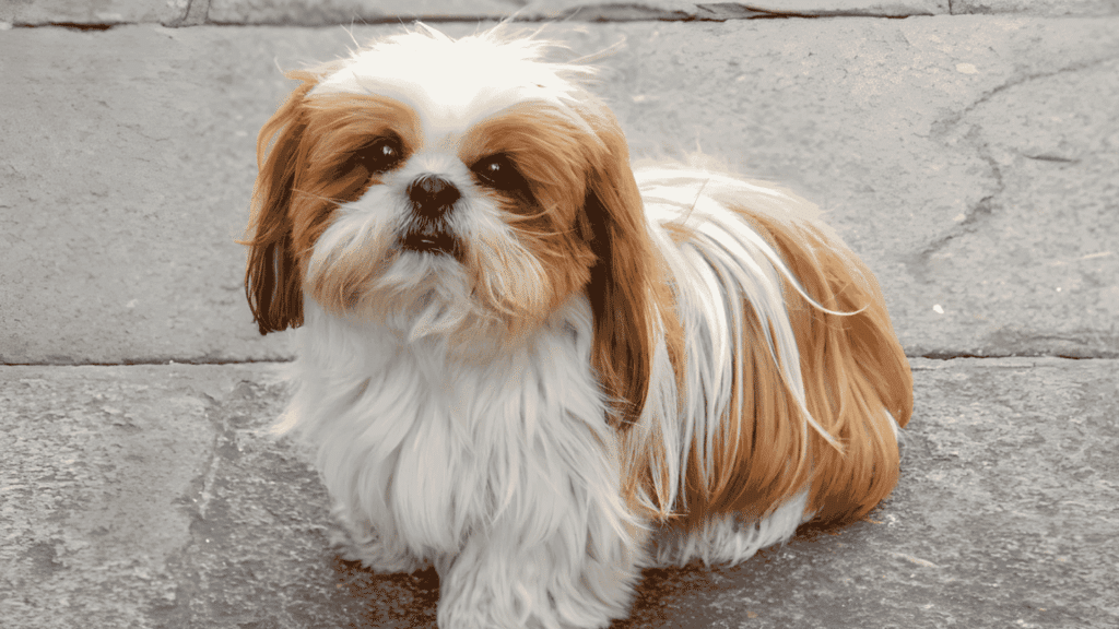 shih tzu colors