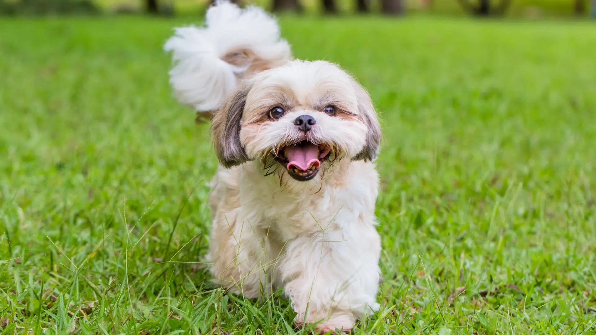 shih tzu colors bi color shih tzu coats