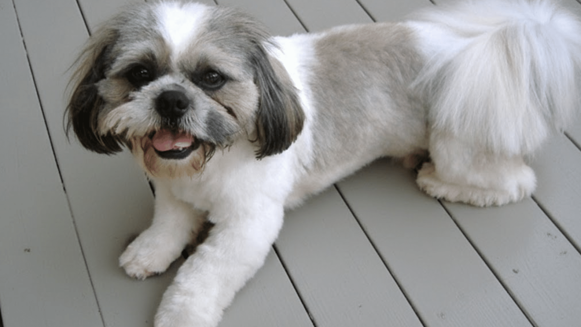 shih tzu colors blaze markings