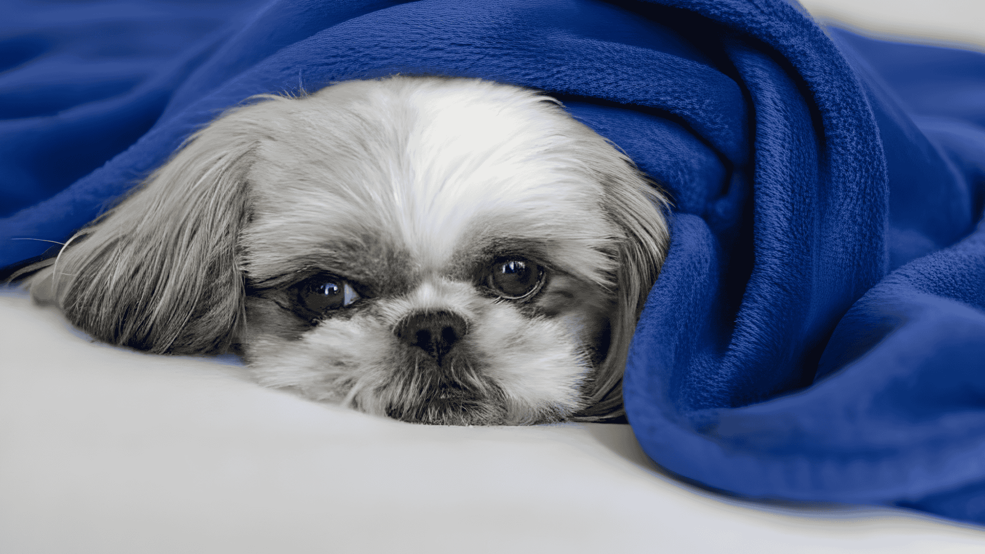 shih tzu colors mask patterns