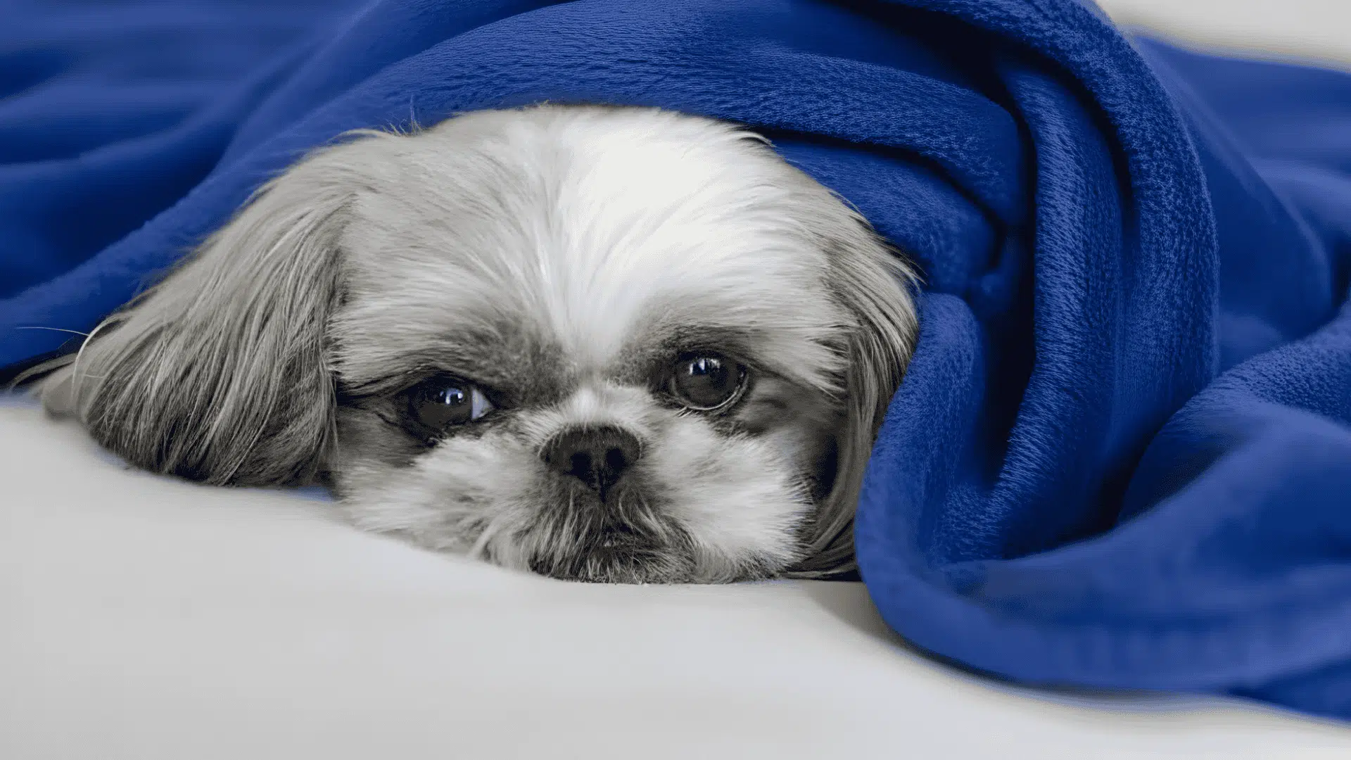 shih tzu colors mask patterns