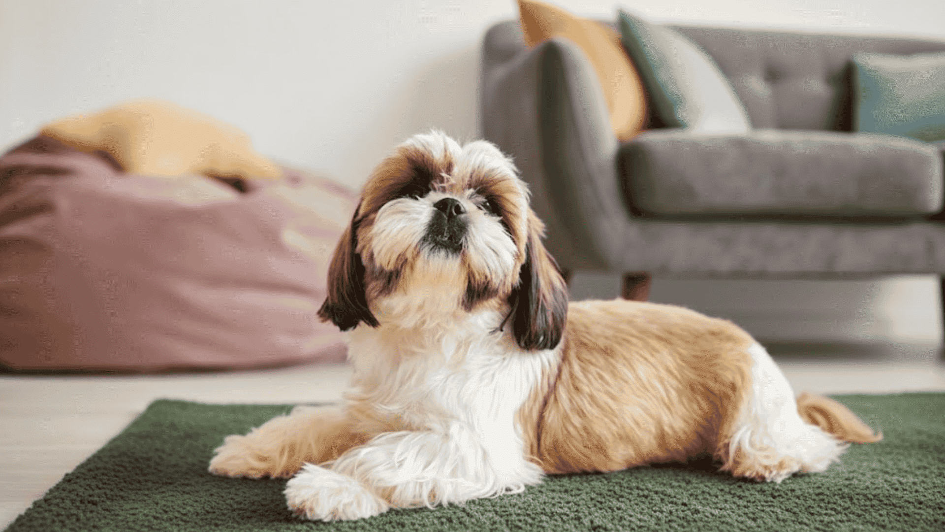 shih tzu colors tri color shih tzu coats