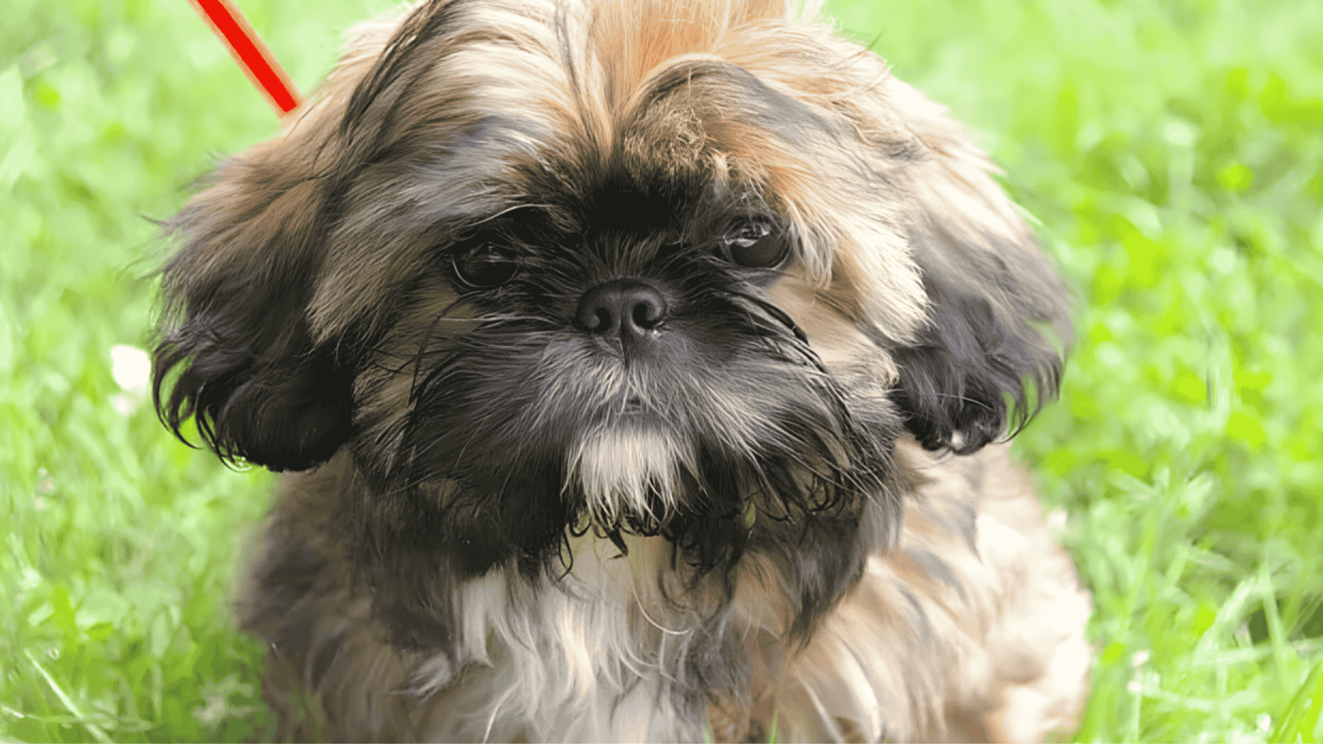 shih tzu colors tuxedo style coats