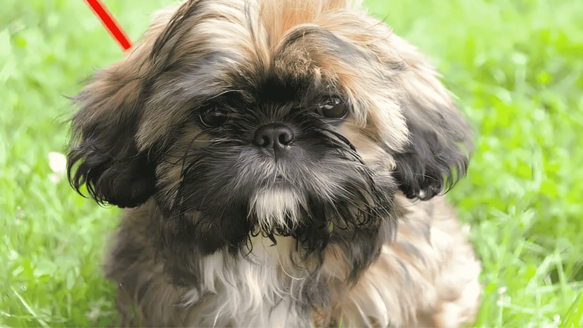 shih tzu colors tuxedo style coats