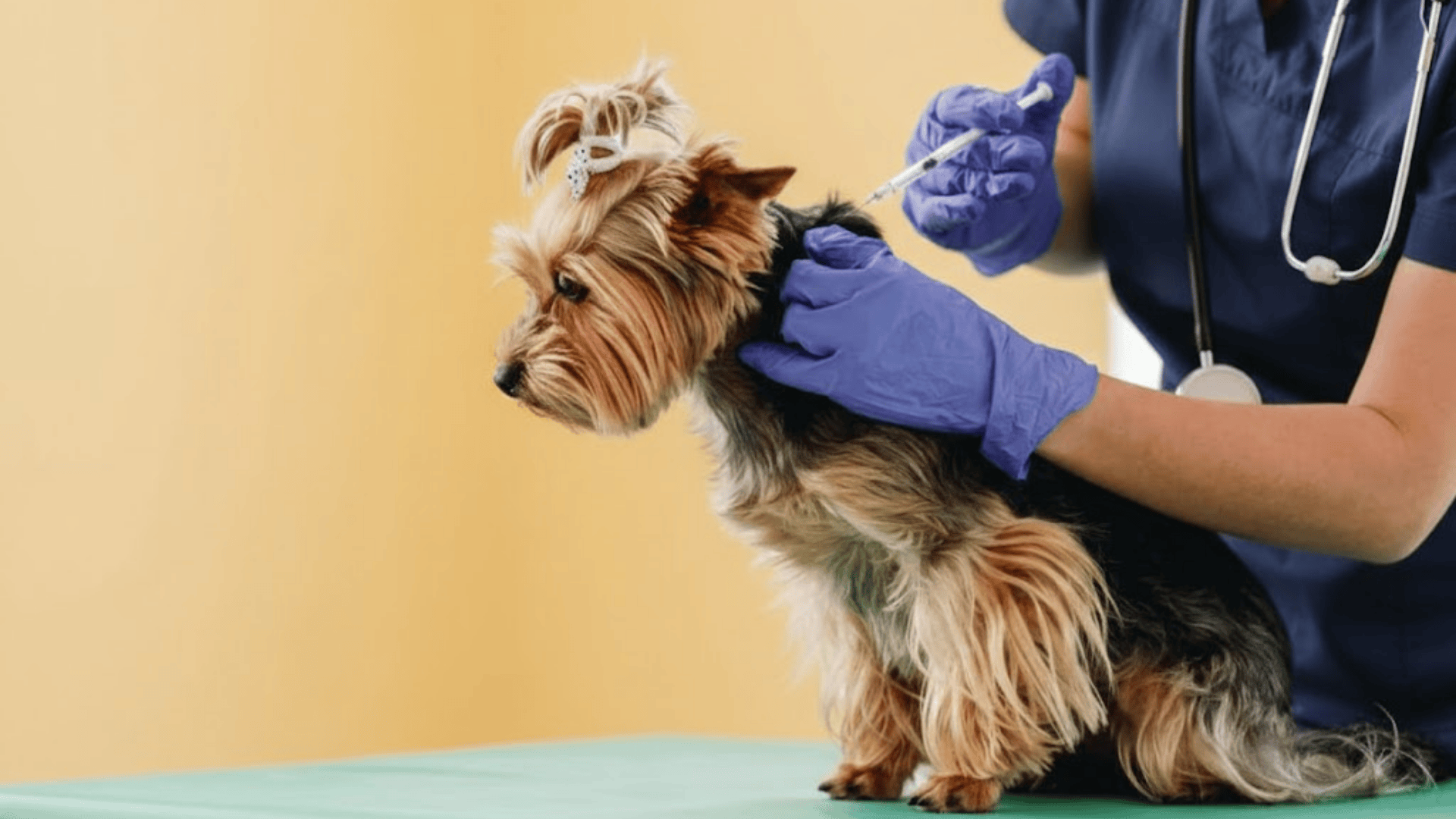 shots for puppies that depend on lifestyle non core shots