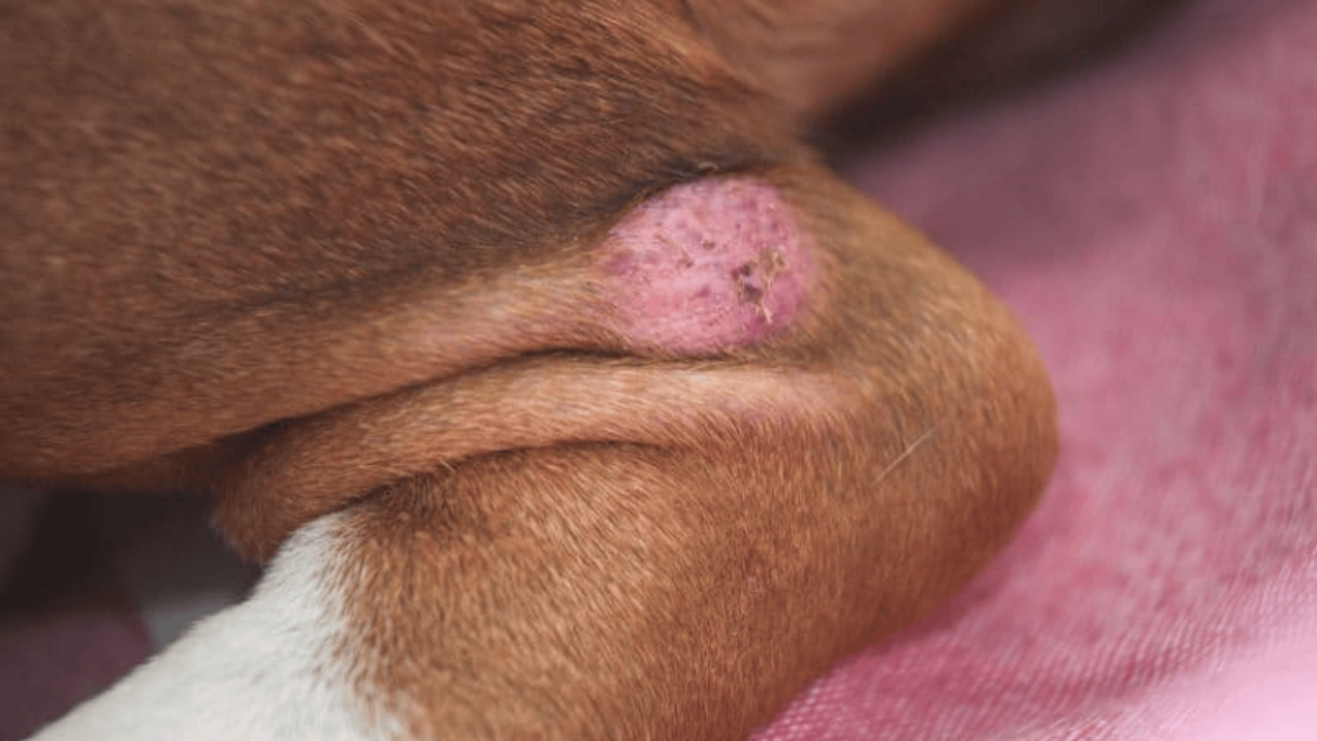 sudden lumps on dog under skin