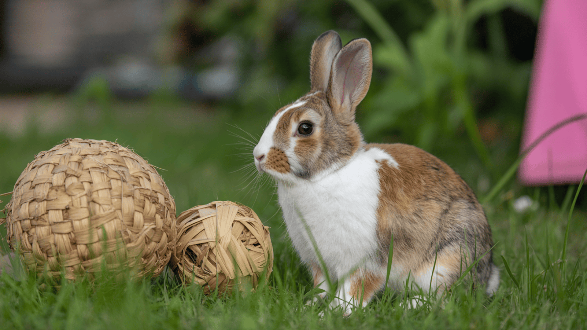 tiny paws willow ball