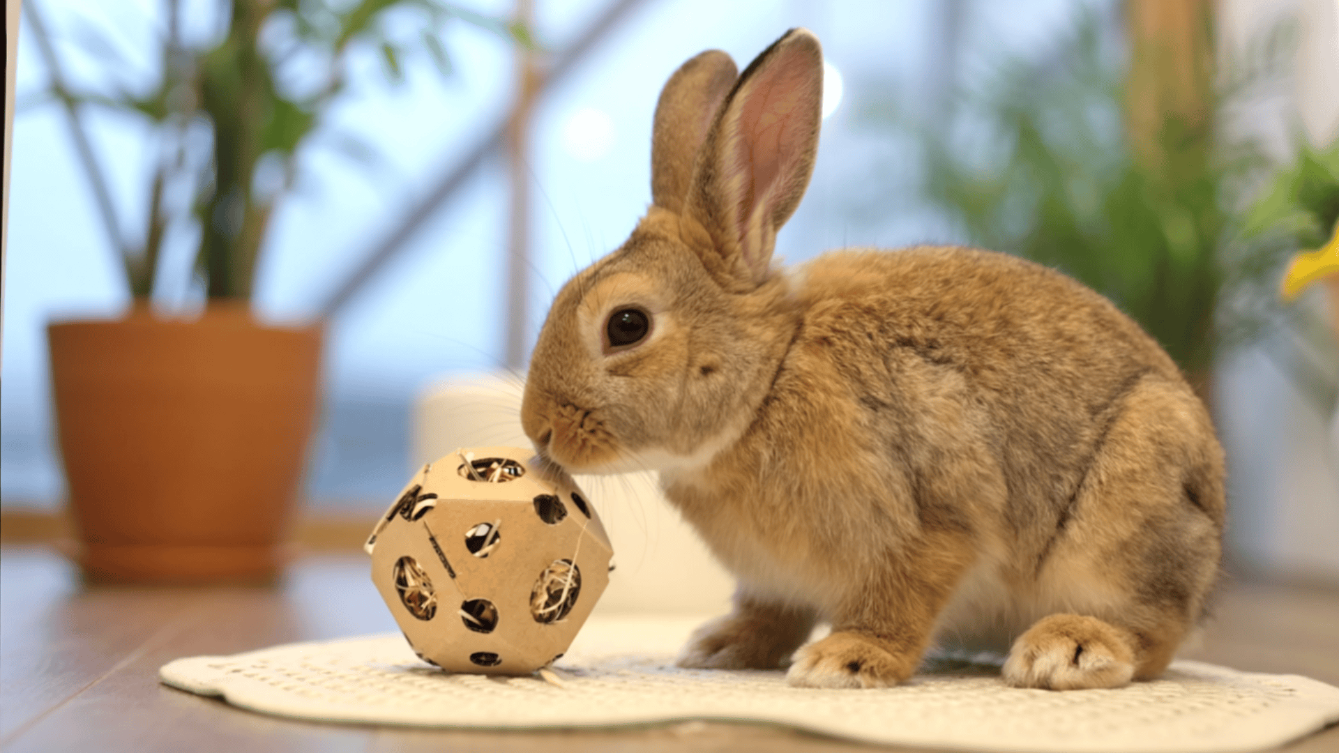 tumble and toss chew toys