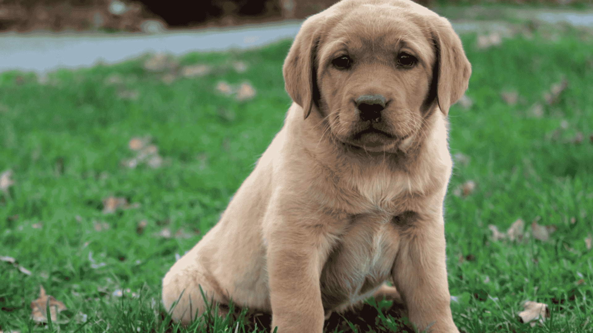 types-of-golden-retrievers-american-golden-retriever